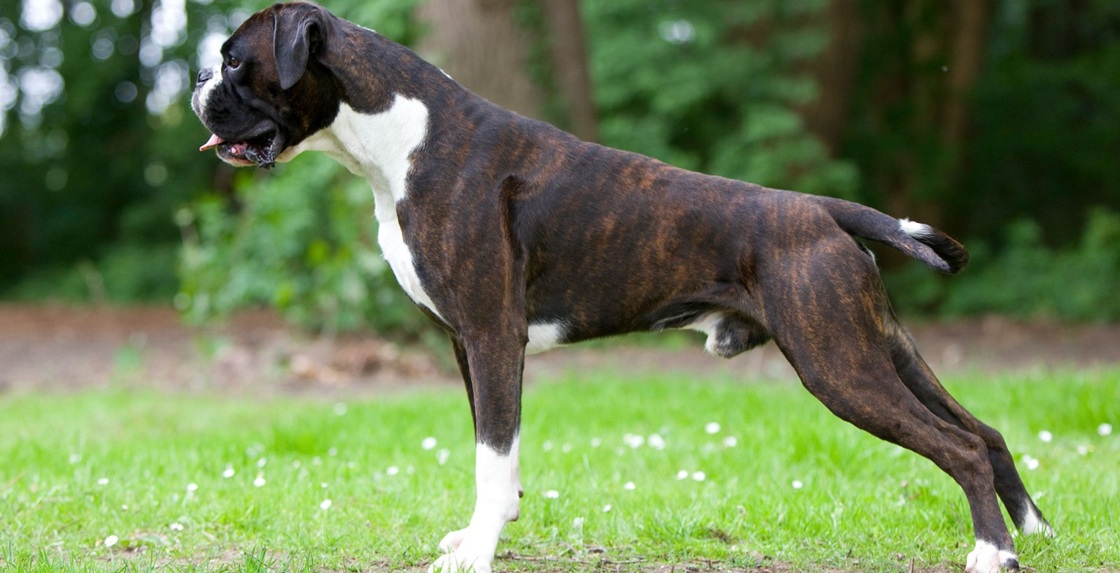 Выставка собак. Как вырастить чемпиона?