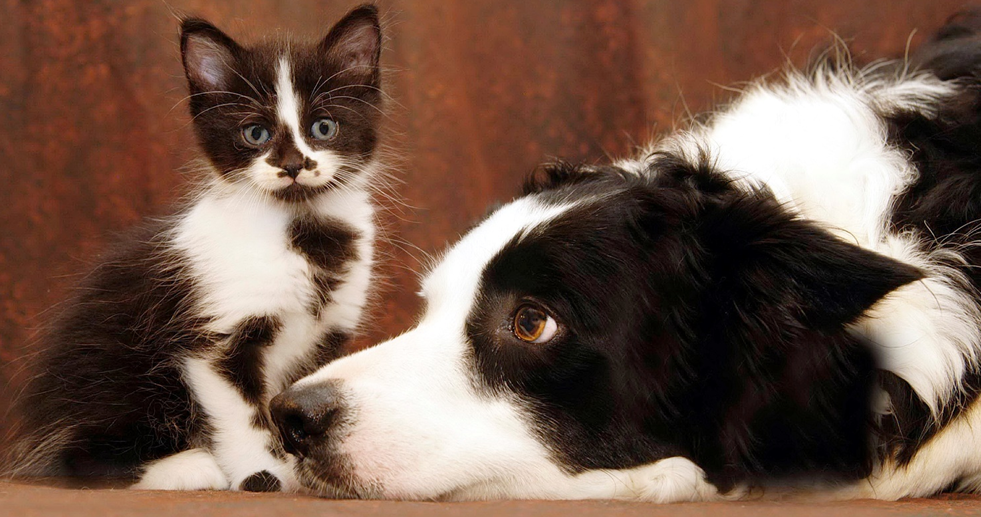 Мифы о кастрации и стерилизации