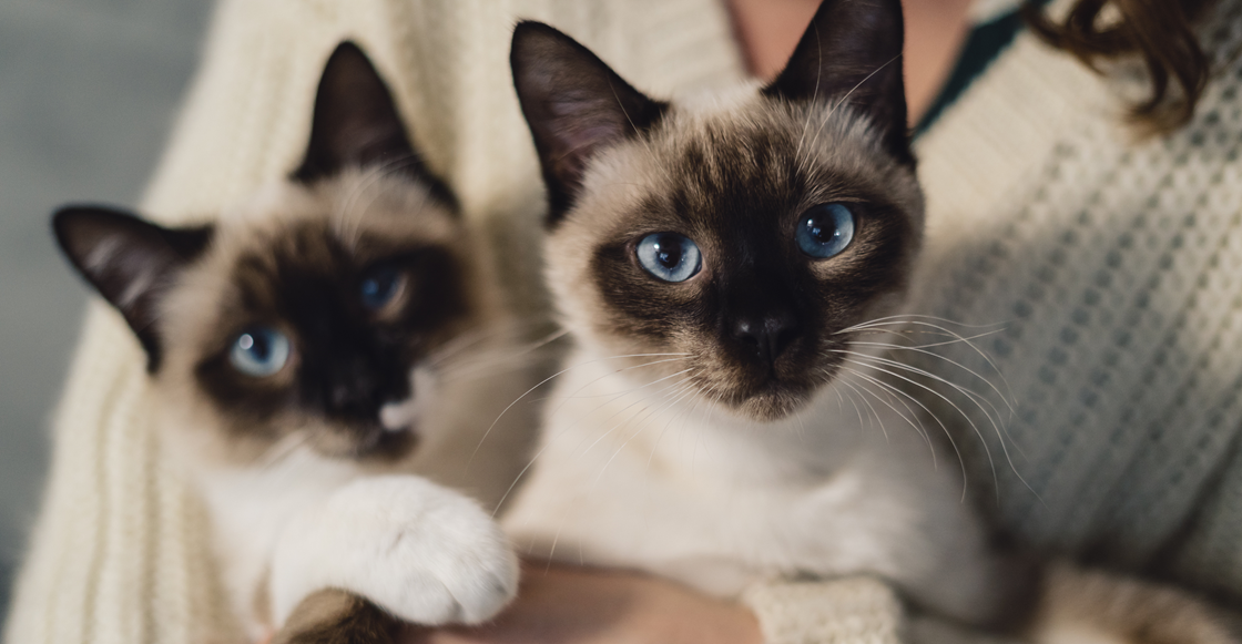 Подготовка к вязке кошки