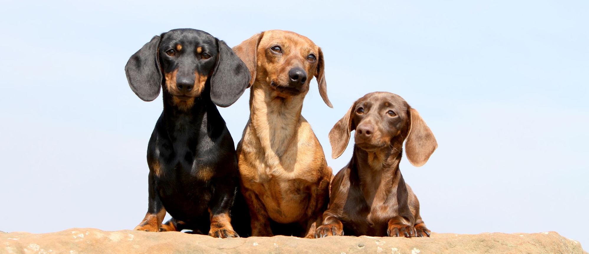 Генетика окрасов собак: черный, коричневый, рыжий, зонарно-серый окрас
