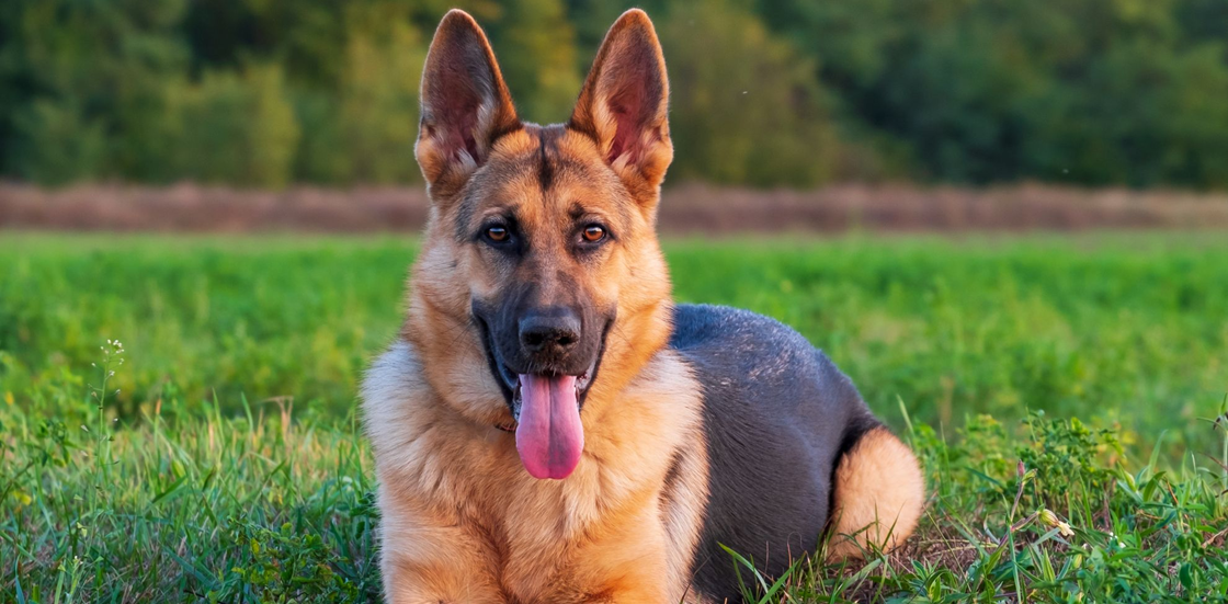 Колит у собак