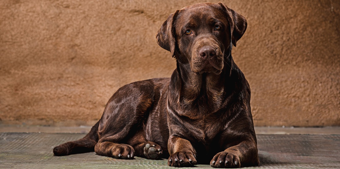 Ожирение у собак