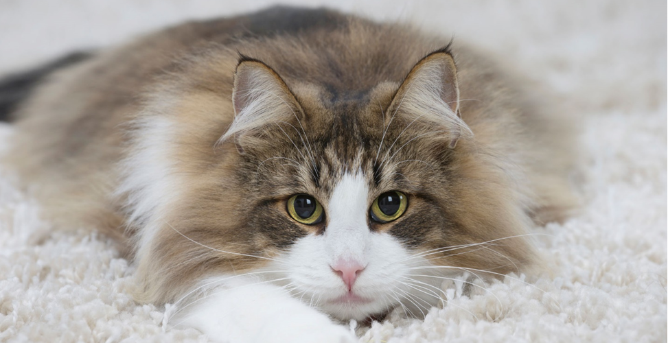 Питание кошек в питомнике