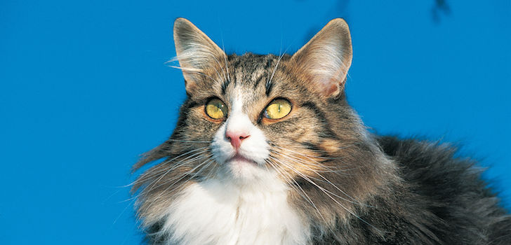 Может ли быть аллергия на корм роял канин у кошек