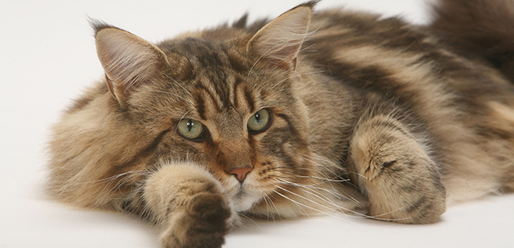 Порода кошек мейнкун происхождение и описание