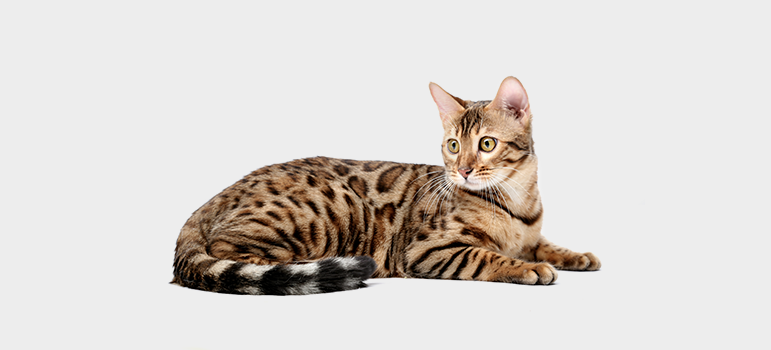 тигровый окрас кошки