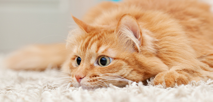 10 важных фактов о кошках, которые должен знать каждый владелец