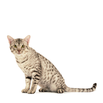 Порода кошек на плакате royal canin