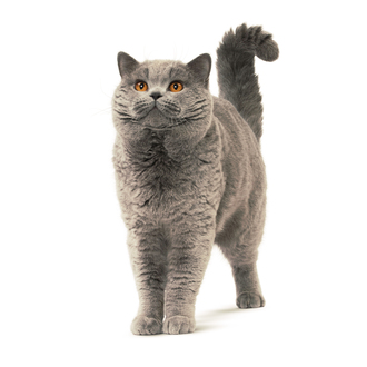Роял канин для кошек породы британская короткошерстная