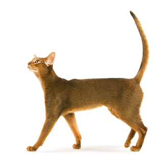Породы кошек royal canin